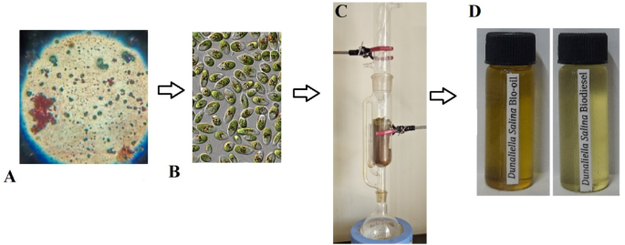 Maximizing the combustion phenomenon with reduced emission of a compression ignition engine fulled with Dunaliella salina biodiesel and hydrogen blends