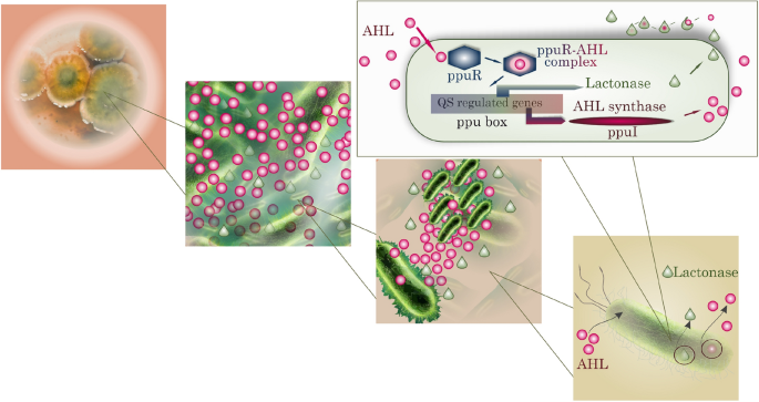 Modeling bacterial growth and Allee effect via Allen-Cahn theoretical framework