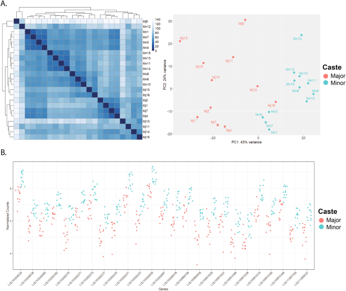 Caste- and environment-associated differential expression of olfactory receptors in pest ants