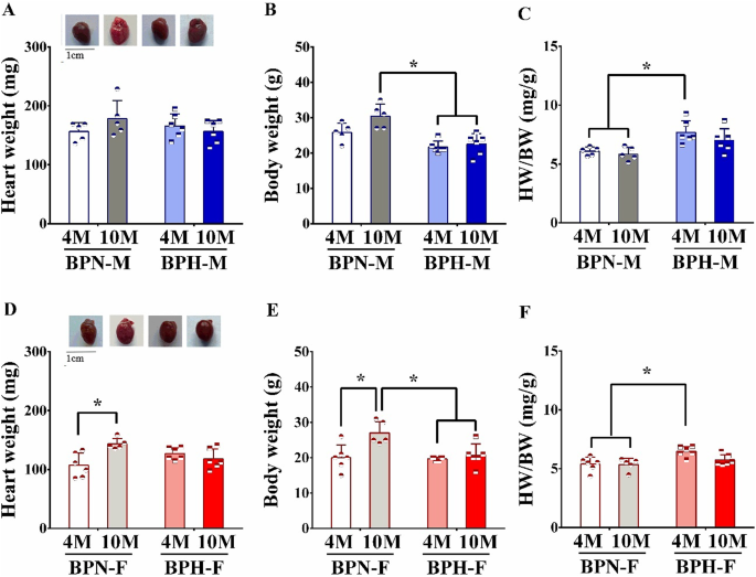 Sex based cardiovascular differences in adult and middle-aged hypertensive schlager mice