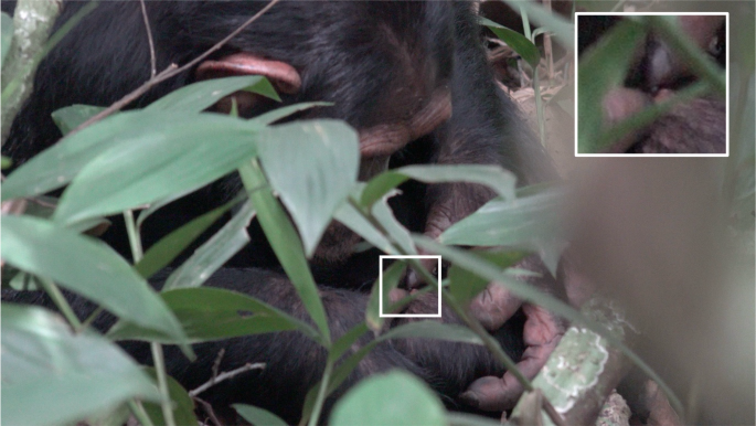 Insect applications to open wounds by chimpanzees in the wild: first insights from East African chimpanzees