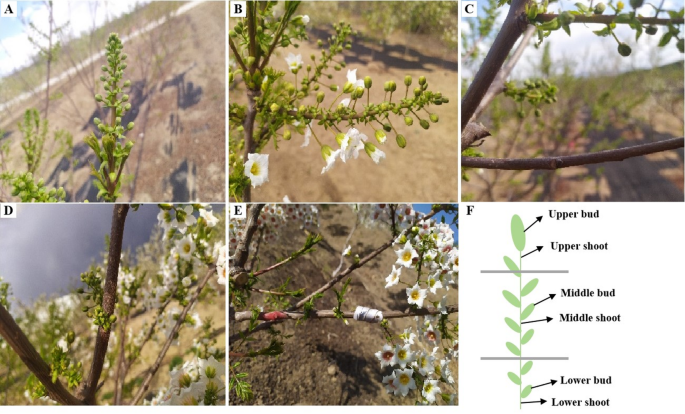 Research on nutritional differences among different types of buds in Xanthoceras sorbifolium Bunge