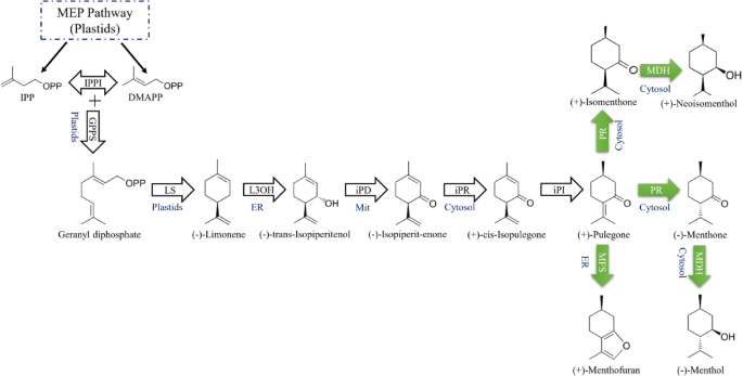 Phytohormonal elicitation triggers oxidative stress and enhances menthol biosynthesis through modulation of key pathway genes in Mentha piperita L.