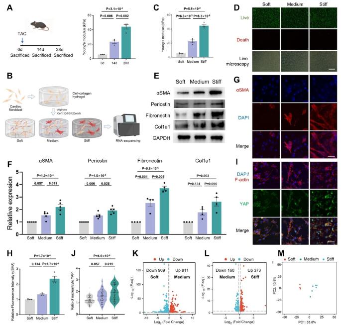 Decoding mechanosensitive genes in cardiac fibroblasts via 3D hydrogel models of fibrosis