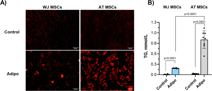 Enhancing adipogenesis in Wharton’s jelly multipotent mesenchymal stromal cells through lipidomic insights and fatty acid supplementation