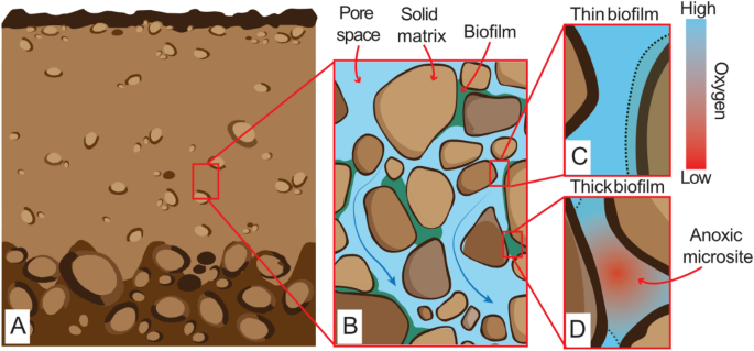 Oxic microbial ferrihydrite reduction rates of Shewanella oneidensis and the potential for Fe mobilization in oxic sediments