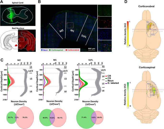 Differential participation of the corticospinal and corticorubral neurons during motor execution in the rat