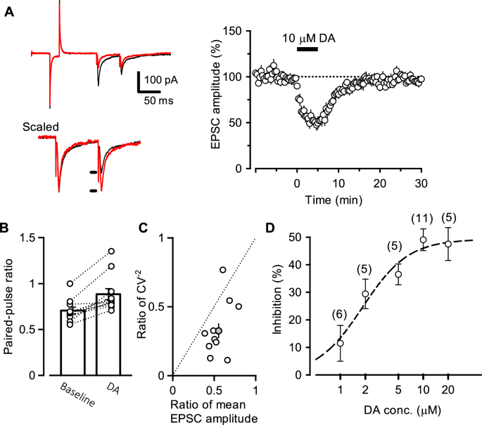 Cross-talk between dopamine and noradrenaline modulates glutamatergic transmission in the deep cerebellar nuclei