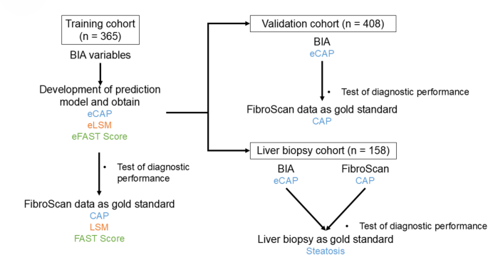 Quantification of liver steatosis of metabolic dysfunction-associated steatotic liver disease based on body composition analysis