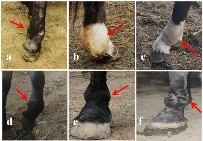 Clinical study on the effect of low-intensity pulsed ultrasound on healing of proximal sesamoid bone fractures in Yili horses
