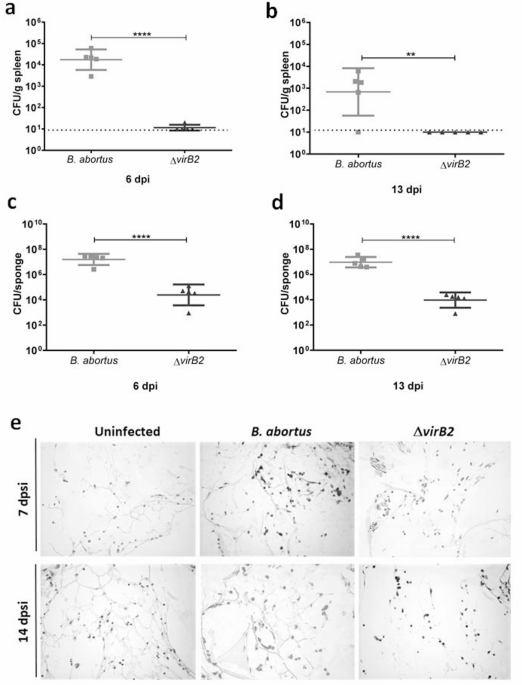Brucella abortus interferes with the inflammatory response and tissue repair in mice