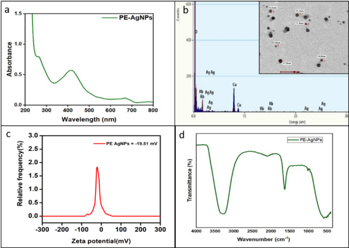 Augmenting phage therapy using green nanotechnology for promising infection control, wound healing and devoiding phage resistance in MDR Pseudomonas aeruginosa