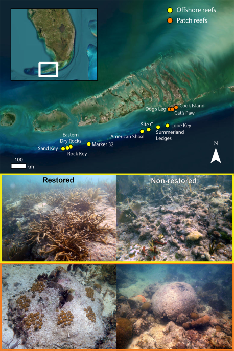 Coral restoration can drive rapid increases in reef accretion potential