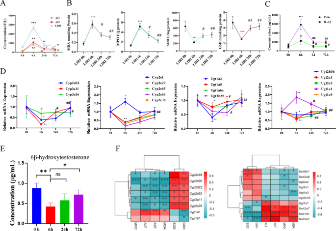 Temporal changes of hepatic drug-metabolizing enzymes mediated by hepatic ischemia-reperfusion injury and the protective effect of Oridonin