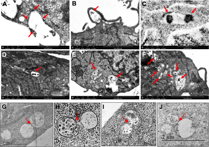 Phage-mediated TLR2 signaling attenuates intracellular Mycobacterium abscessus survival in macrophages