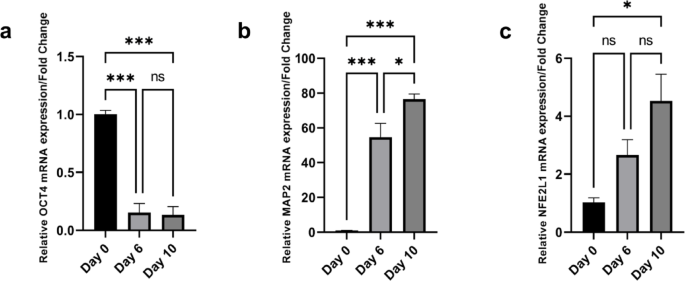 Nfe2l1 dysfunction alters Parkinson’s disease-related gene expression and impairs neuronal differentiation under ubiquitin stress in neuronal differentiated P19 Cells