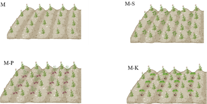 Effects of tobacco intercropping on the Spatial relationship between natural enemies and pests and economic efficiency