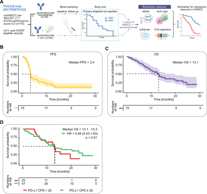 Inflammation and limited adaptive immunity predict worse outcomes on immunotherapy in head and neck cancer