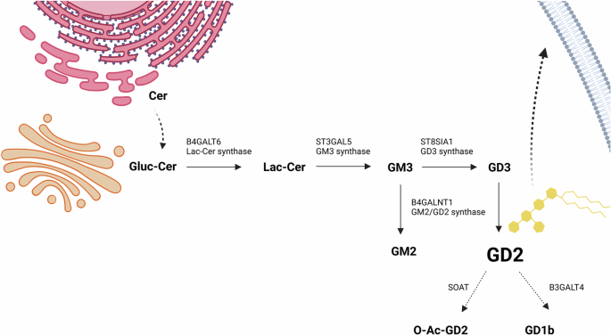 GD2: hopes and challenges for the treatment of pediatric patients with tumors of the central nervous system