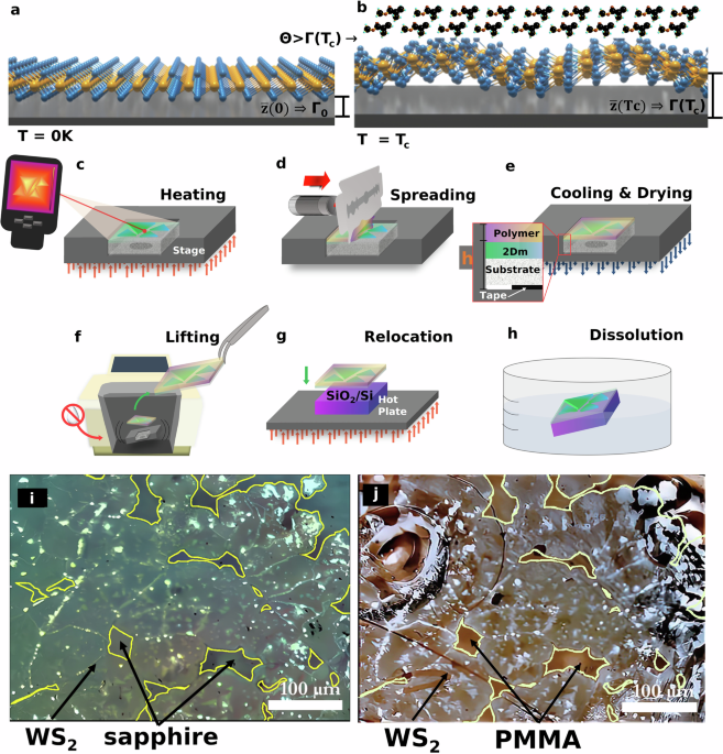 Thermal engineering of interface adhesion for efficient transfer of CVD-grown TMDs