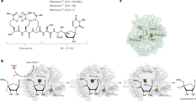 Iron–sulfur cluster with double duty