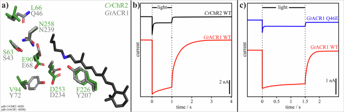 A second photoactivatable state of the anion-conducting channelrhodopsin GtACR1 empowers persistent activity
