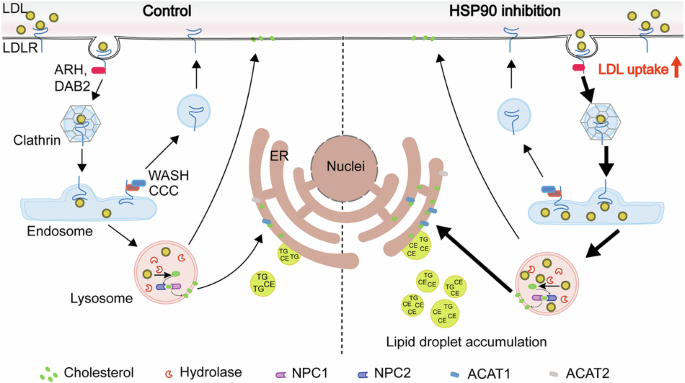 HSP90 deficiency promotes cholesteryl ester accumulation in lipid droplets via endocytosis of low-density lipoprotein