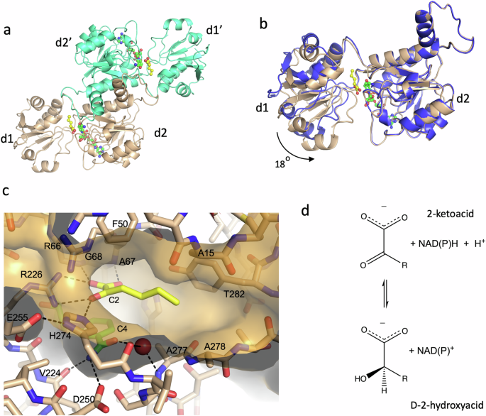 Potassium binding by carbonyl clusters, halophilic adaptation and catalysis of Haloferax mediterranei D-2-hydroxyacid dehydrogenase