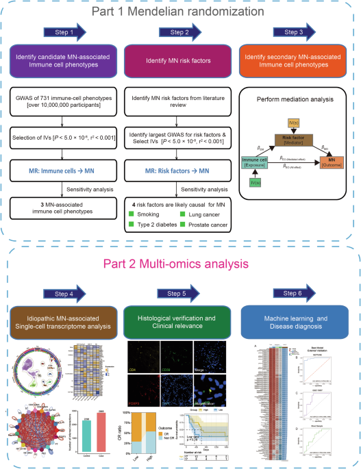 Multi-omics insights of immune cells in the risk and prognosis of idiopathic membranous nephropathy
