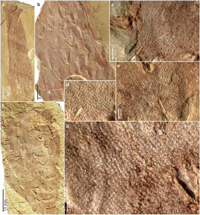 An extinct clade of the basal Epitheliozoa: phylogenetic position and implication of the enigmatic Cambrian chancelloriids