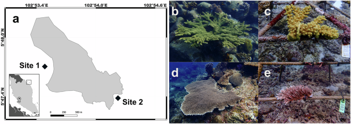 Species-specific retention vs. recovery of coral thermal tolerance following nursery propagation