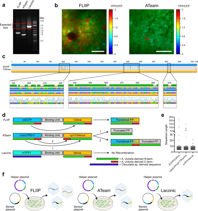 Abundance-biased codon diversification prevents recombination in AAV production and ensures robust in vivo expression of functional FRET sensors