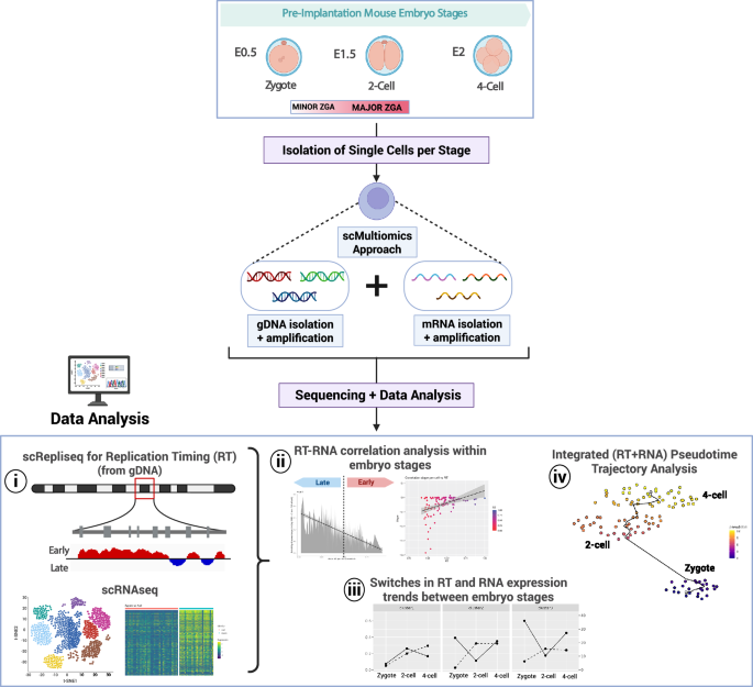 Single cell multiomics approach to analyze replication timing and gene expression in mouse preimplantation embryos