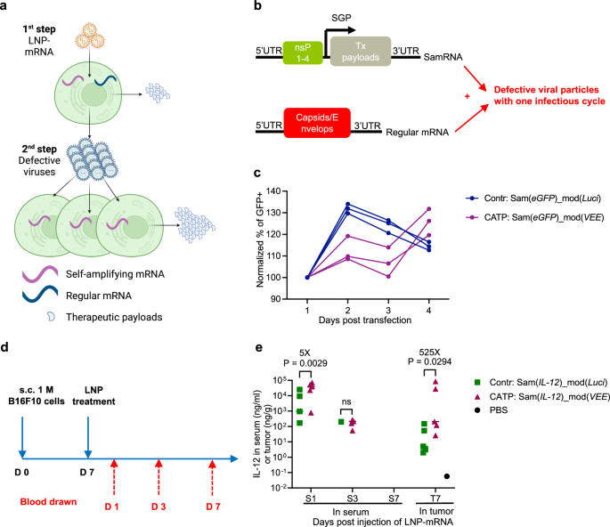 Cascade amplification of therapeutic payloads for cancer immunotherapy