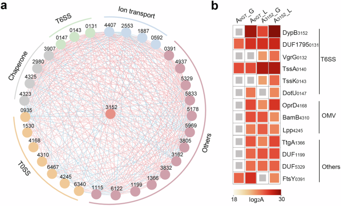 The secretion of Pseudomonas unconventional peroxidase facilitates extracellular carbon acquisition from heterogeneous lignin