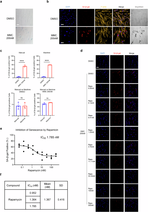 An effective system for senescence modulating drug development using quantitative high-content analysis and high-throughput screening
