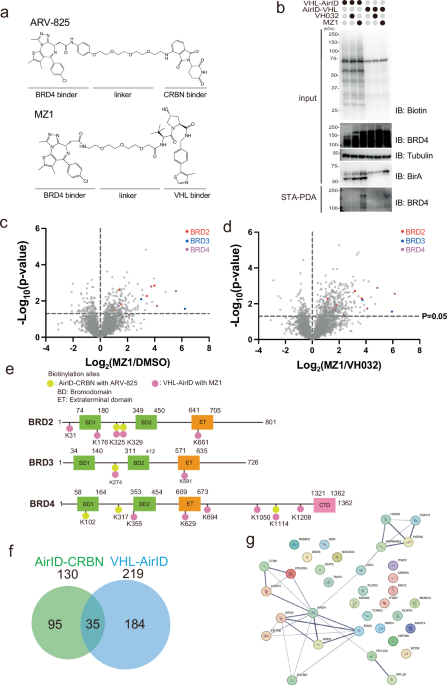 In-cell proximity target validation methods for heterobifunctional molecules with CRBN- or VHL-binder using AirID