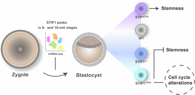 Stress-inducible phosphoprotein 1 (STIP1) is a critical stemness regulator in mouse embryonic stem cells and early mammalian development