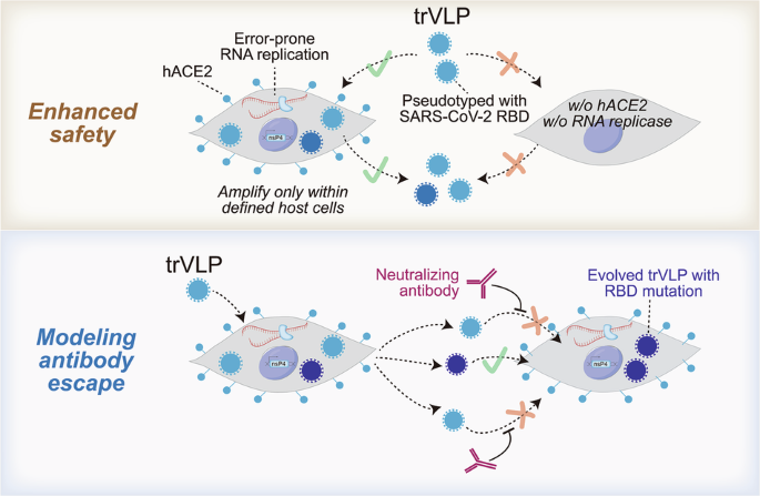 Engineering virus-like particles for safe and versatile modeling of SARS-CoV-2 host interaction and immune escape