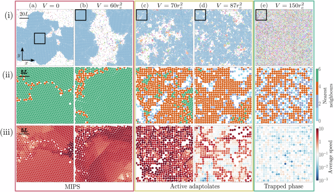 Active adaptolates featuring motility-induced percolating structures with an adaptive packing geometry