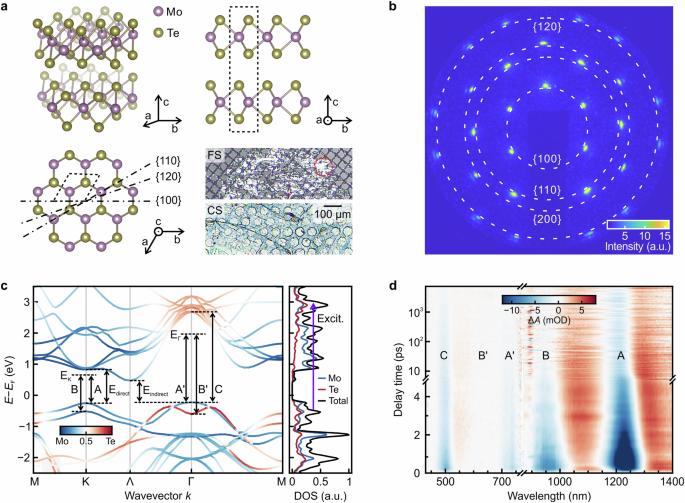Valley resolved dynamics of phonon bottleneck in semiconductor molybdenum ditelluride