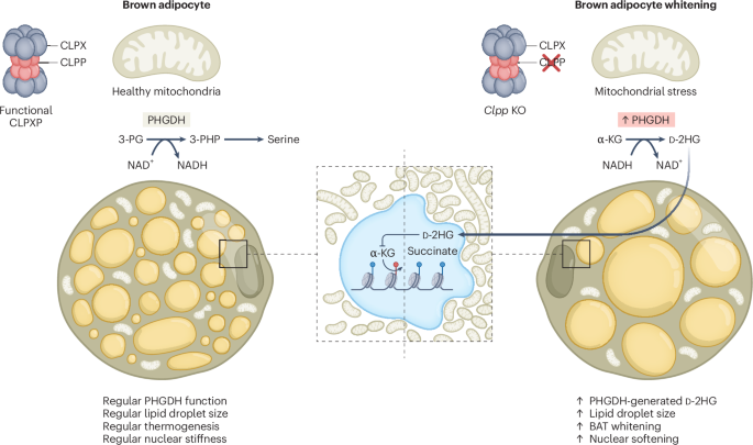 BAT mitochondria: whitening meets softening