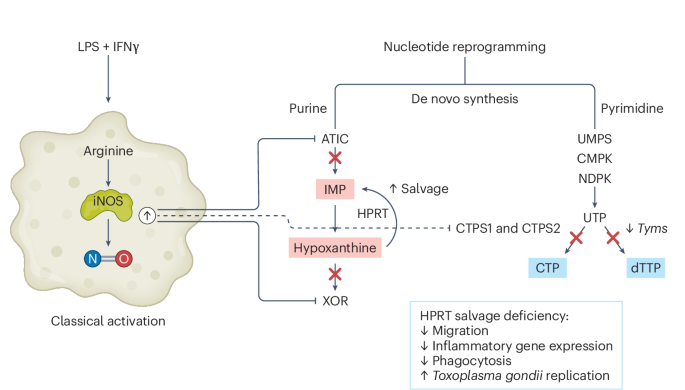 Macrophages say NO to nucleotide synthesis and salvage instead