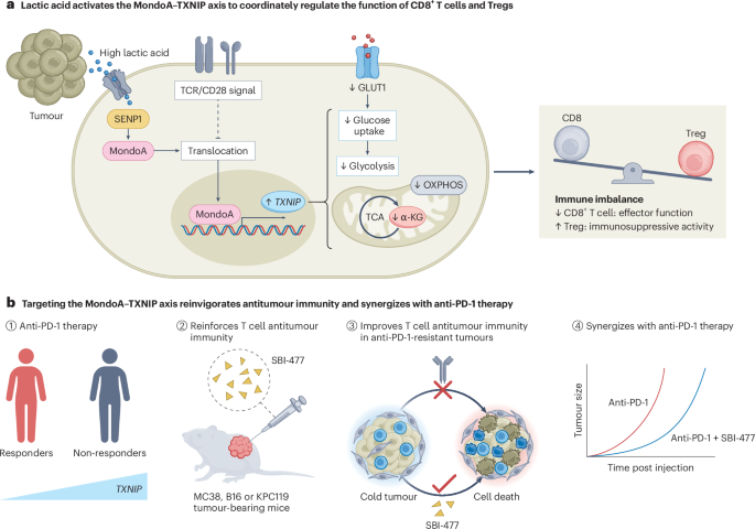 Dual gains from targeting MondoA in T cells