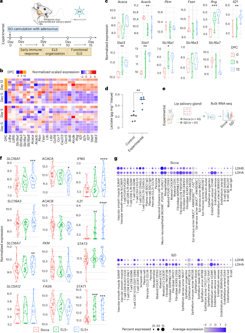 Lactate signalling leads to aggregation of immune-inflammatory hotspots and SLC5A12 blockade promotes their resolution