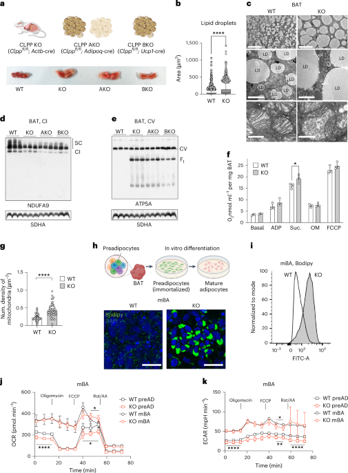 2-hydroxyglutarate mediates whitening of brown adipocytes coupled to nuclear softening upon mitochondrial dysfunction
