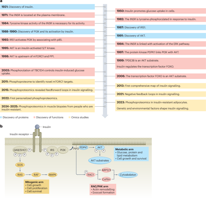 The insulin signalling network | Nature Metabolism