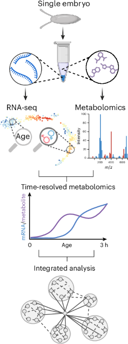 Investigating metabolic changes in single embryos during early development in Drosophila