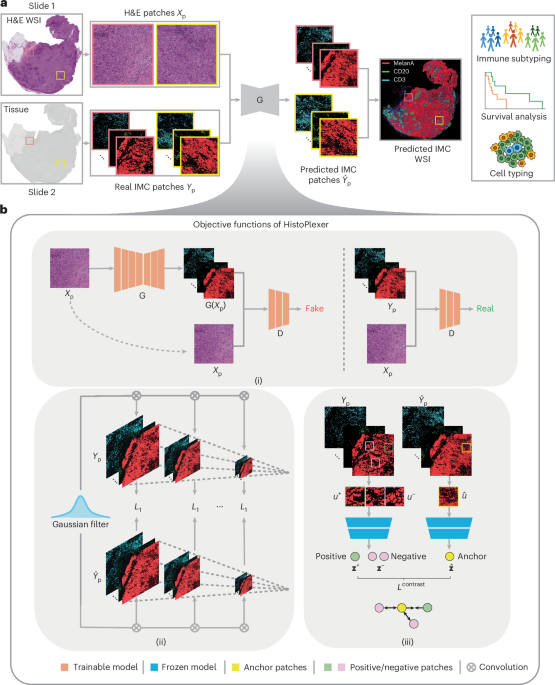 Histopathology-based protein multiplex generation using deep learning