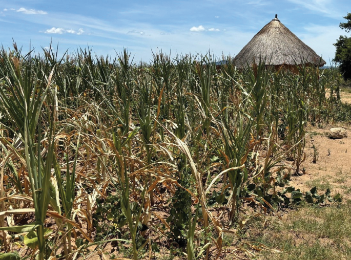Why crop yields fail to increase in southern Africa